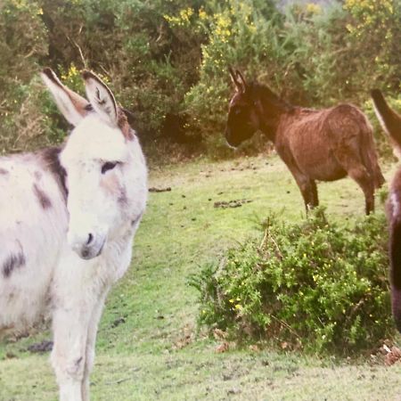 Shorefield Country Park, Where The New Forest Meets The Sea, Passes For All Entertainment Included ミルフォード・オン・シー エクステリア 写真