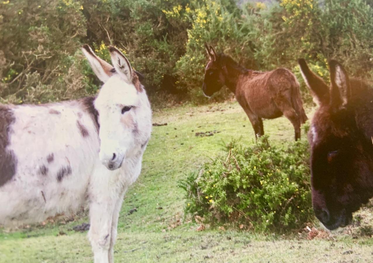 Shorefield Country Park, Where The New Forest Meets The Sea, Passes For All Entertainment Included ミルフォード・オン・シー エクステリア 写真